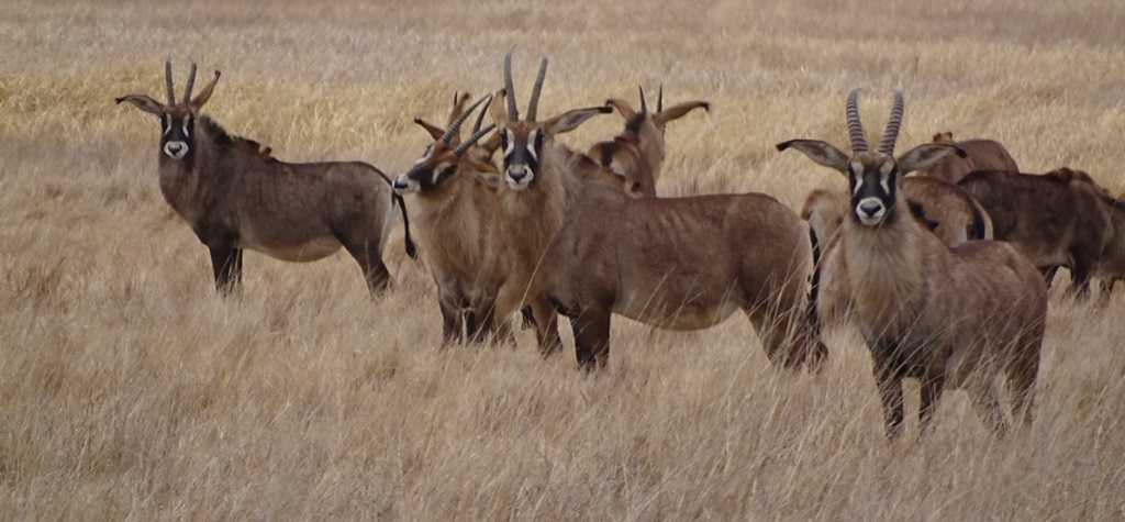 Image of Roan Antelope