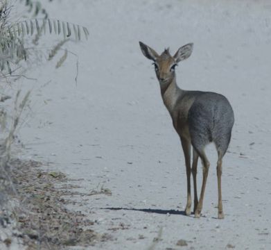 Image of Damara Dikdik