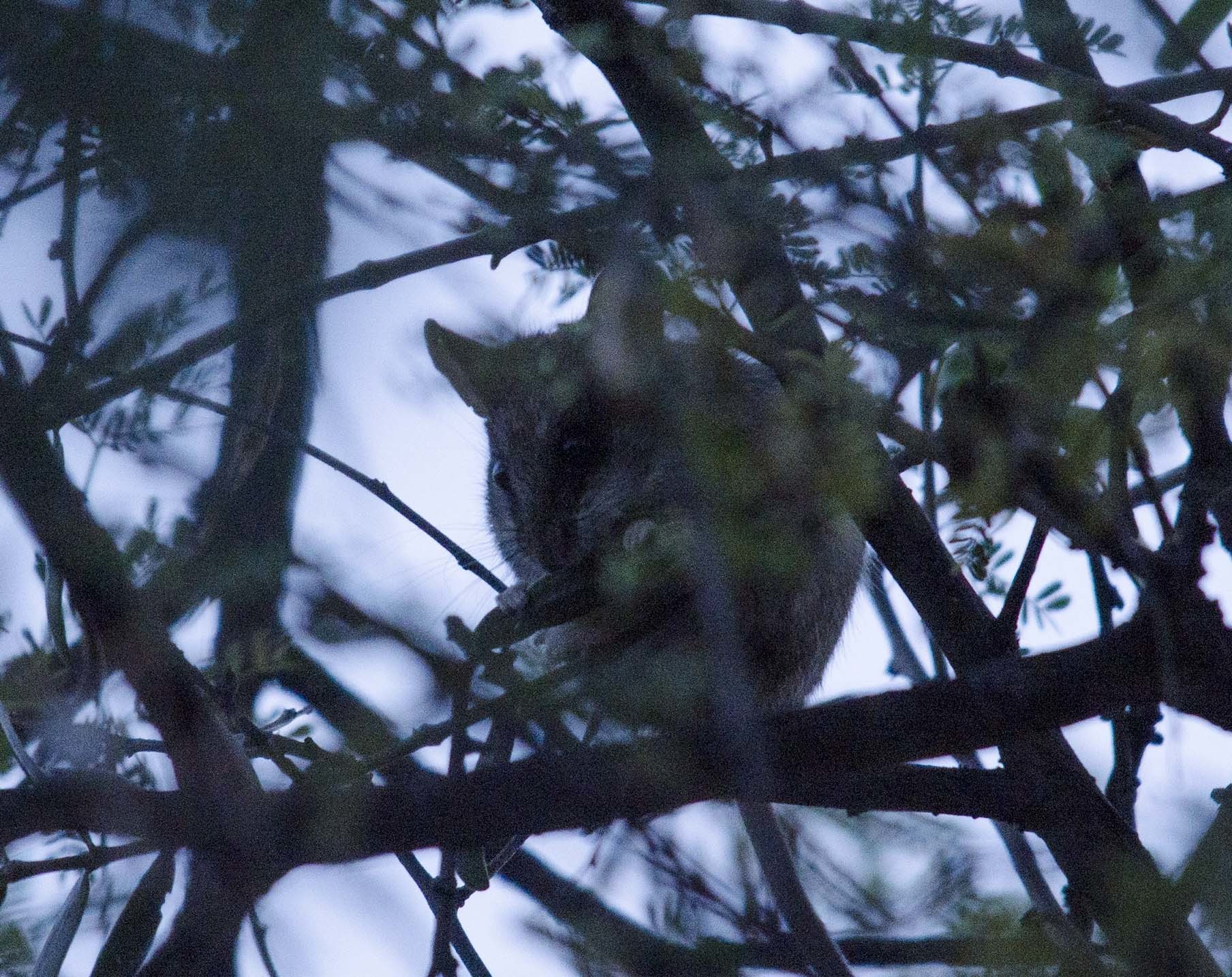 Image of Cape Dormouse