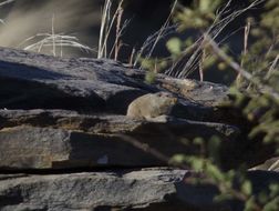 Image of dassie rats
