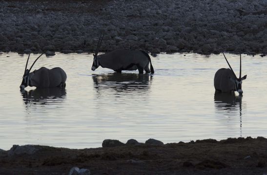 Image of Gemsbok