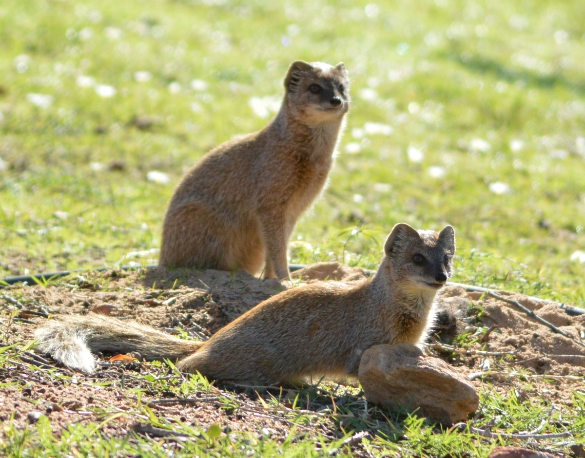 Image of Yellow Mongoose