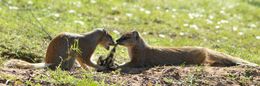 Image of Yellow Mongoose