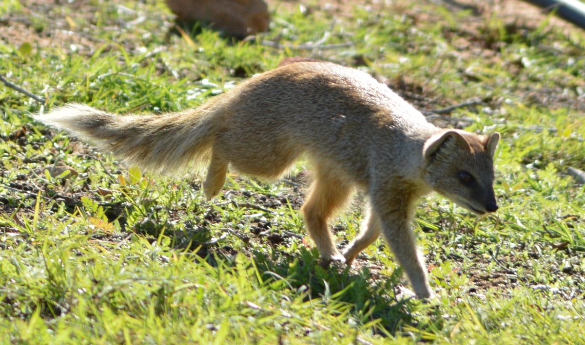 Image of Yellow Mongoose