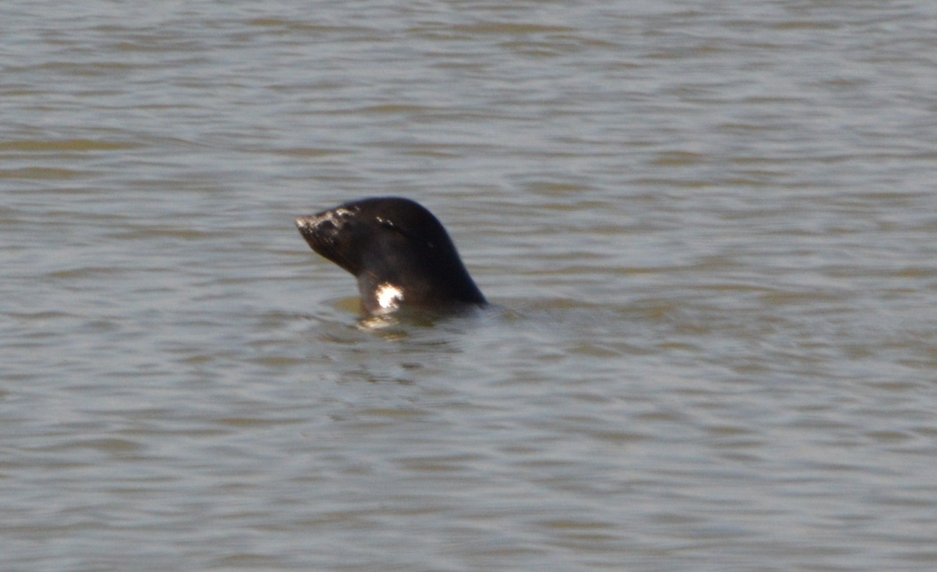 Image of fur seal