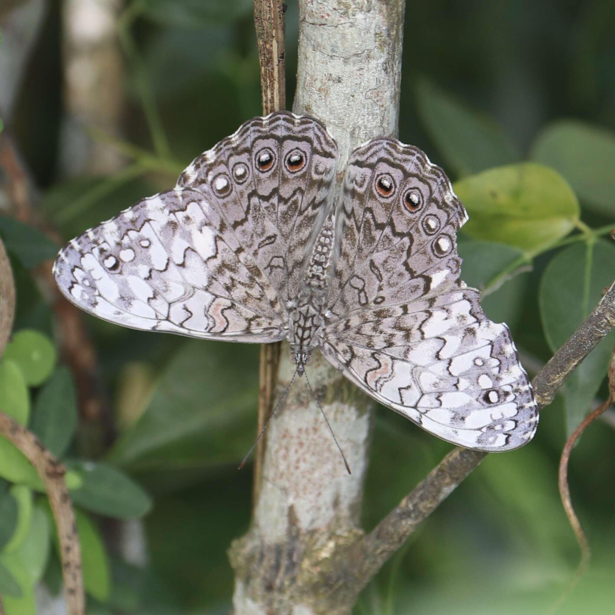 Image of Gray Cracker