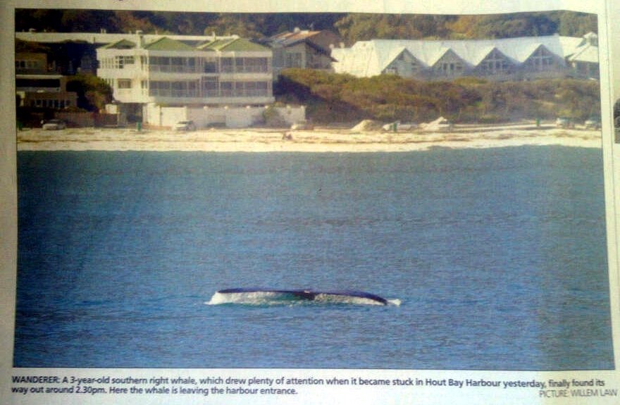 Image of Right whale