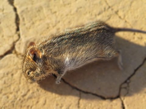 Image of Four-striped Grass Mouse