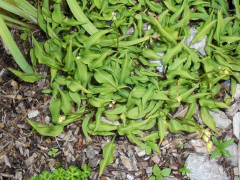 Image of Hosta minor (Baker) Nakai