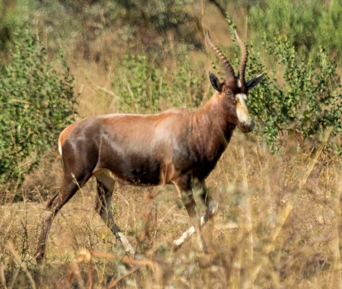 Image of Blesbok