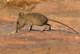 Image of Eastern Elephant-shrew