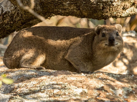 Image of Rock Hyrax