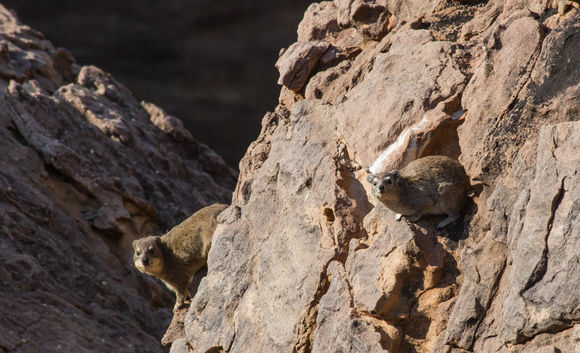 Image of Rock Hyrax