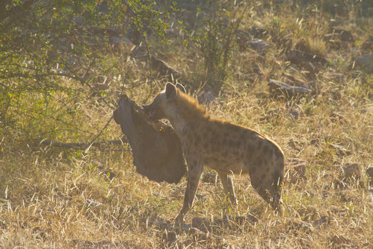 Image of Spotted Hyaenas