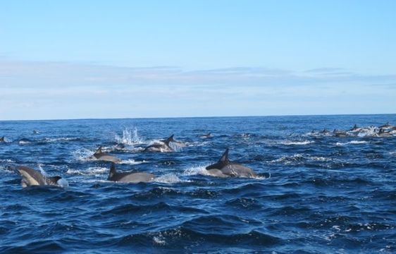 Image of common dolphins