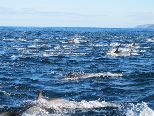 Image of common dolphins