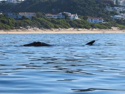 Image of Right whale