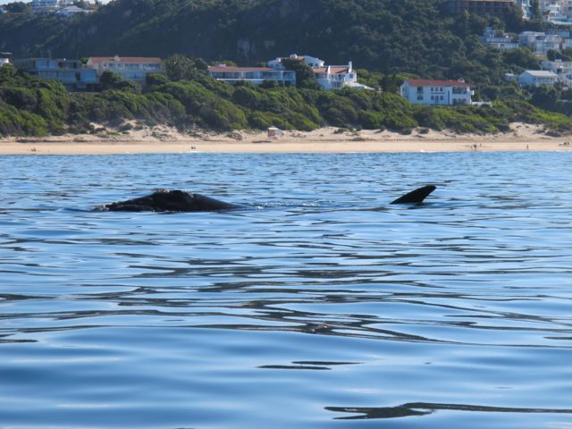 Image of Right whale