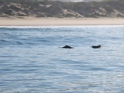 Image of Indian Humpback Dolphin