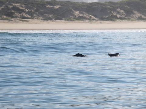 Image of Indian Humpback Dolphin