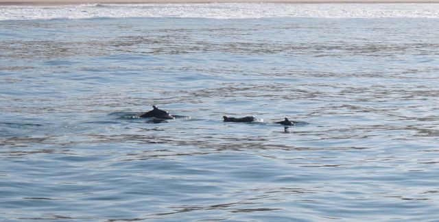 Image of Indian Humpback Dolphin