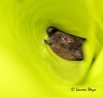 Image of Banana Pipistrelle -- Banana Bat