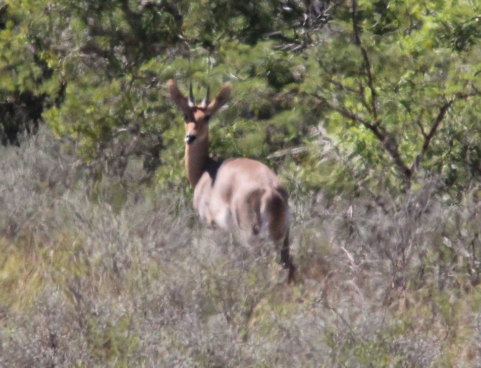 Image of Mountain Reedbuck