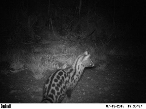 Image of Cape Genet