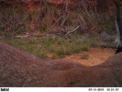 Image of Caracals