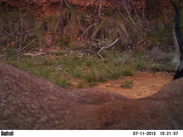 Image of Caracals