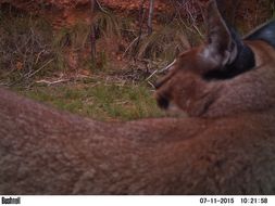 Image of Caracals