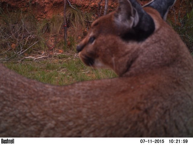 Image of Caracals