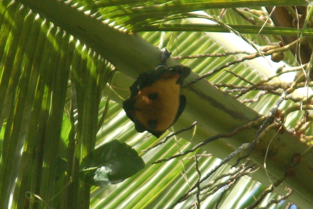 Image of Seychelles Flying Fox