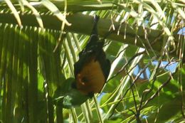 Image of Seychelles Flying Fox