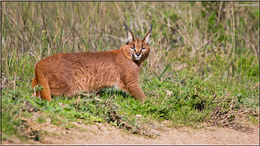 Image of Caracals