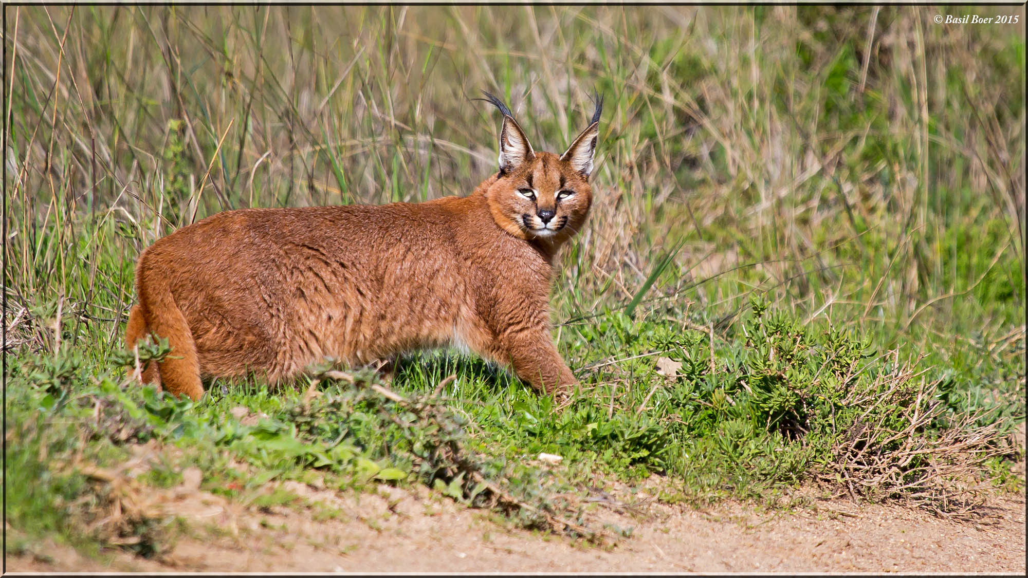 Image of Caracals