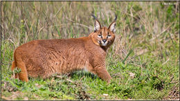 Image of Caracals