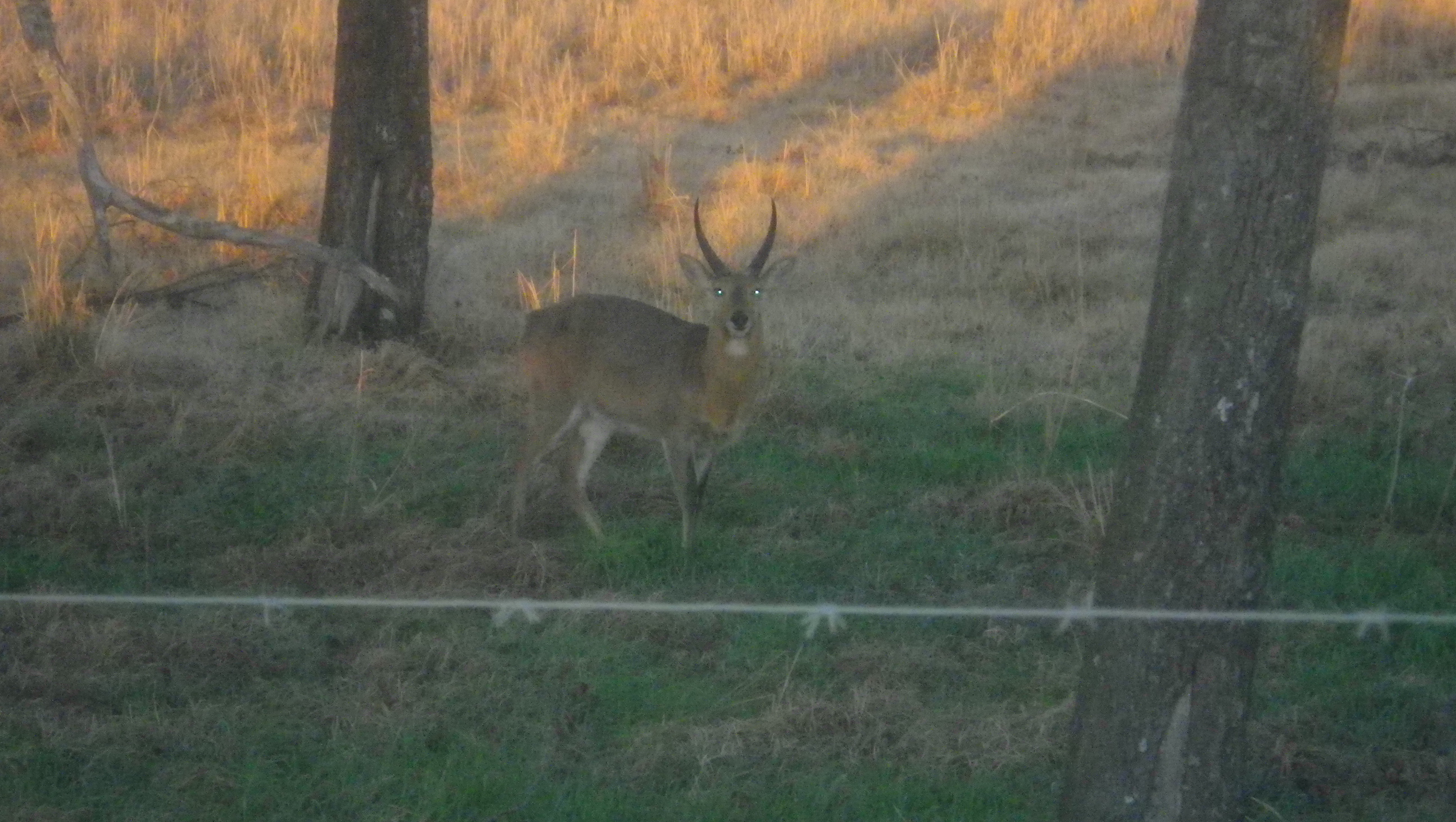 Image of Reedbuck