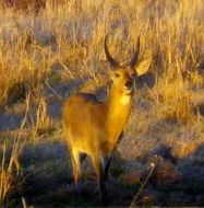 Image of Reedbuck