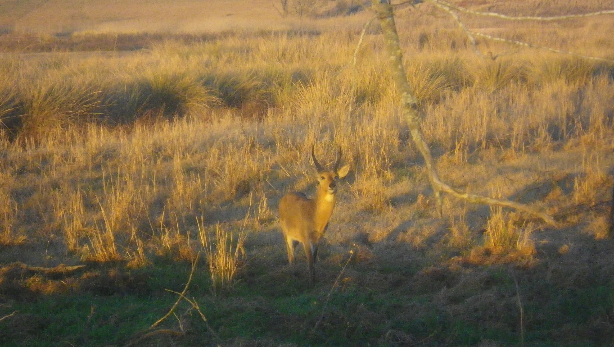 Image of Reedbuck