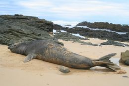 Image of elephant seal