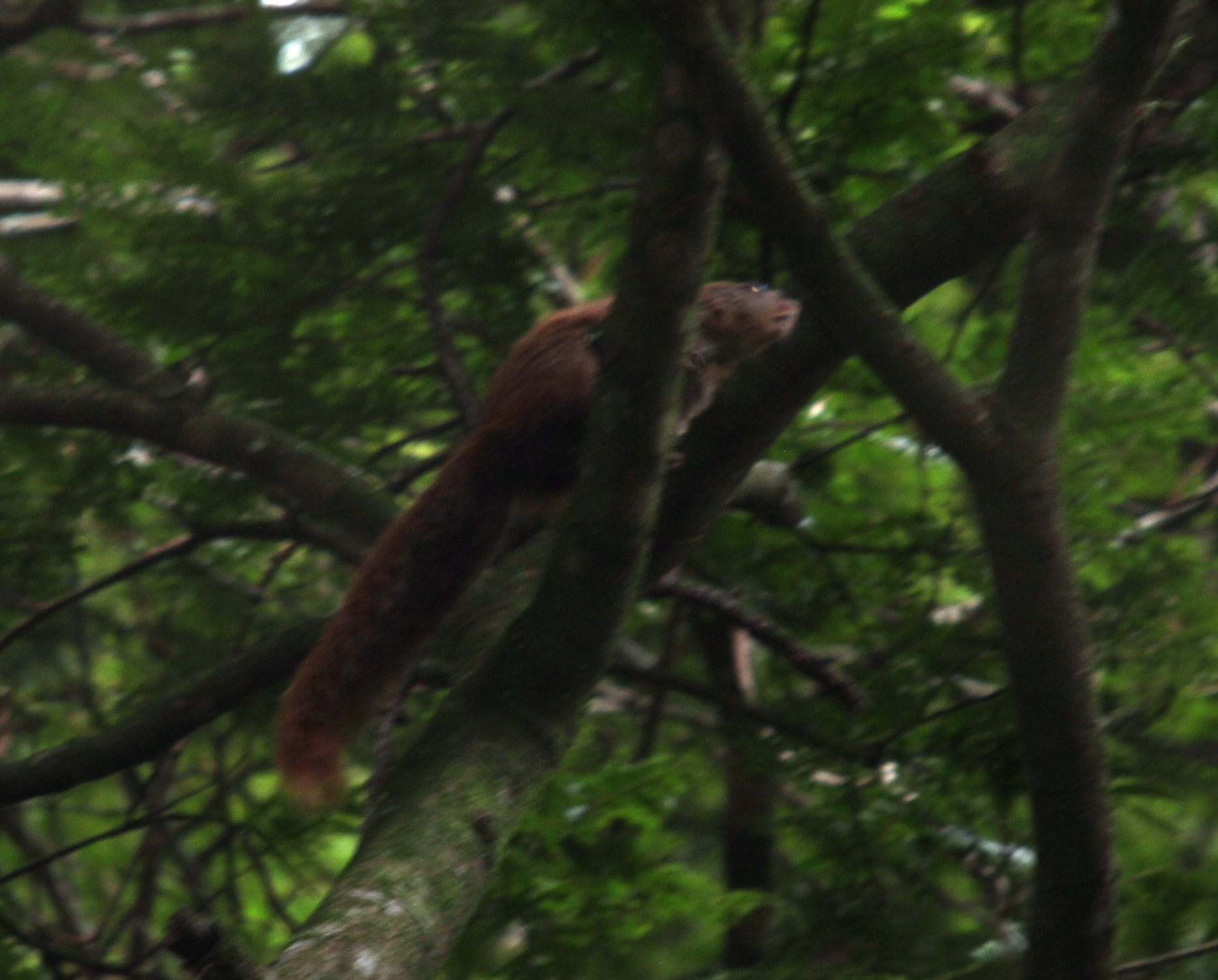 Слика од Heliosciurus mutabilis (Peters 1852)