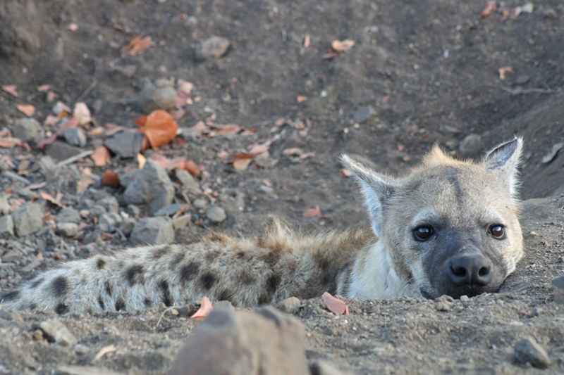 Image of Spotted Hyaenas