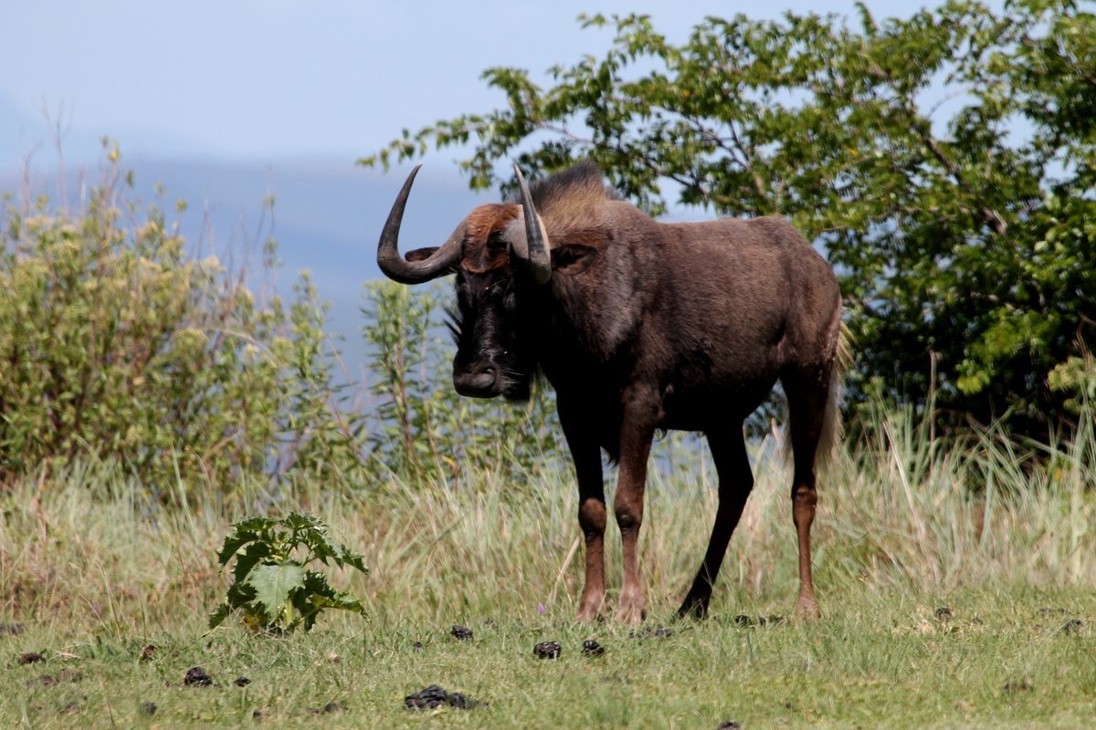 Image of Black Wildebeest