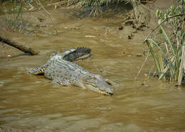 Image of Crocodilia