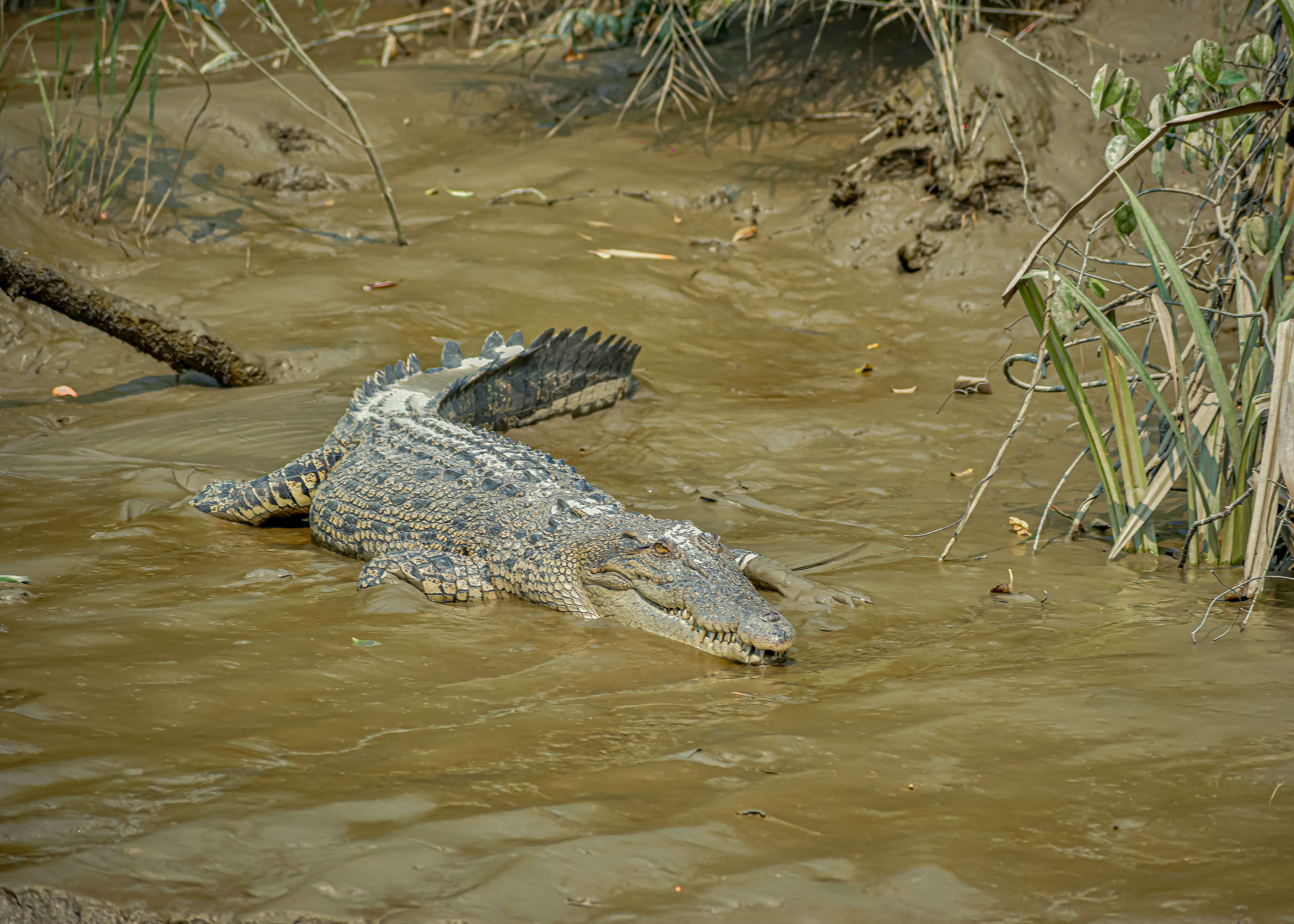 Imagem de Crocodilia