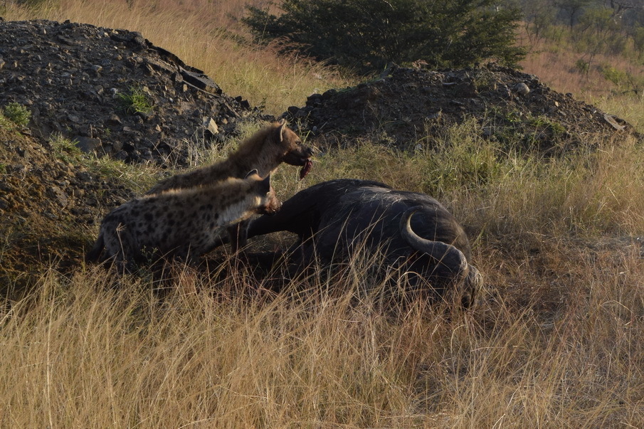 Image of Spotted Hyaenas