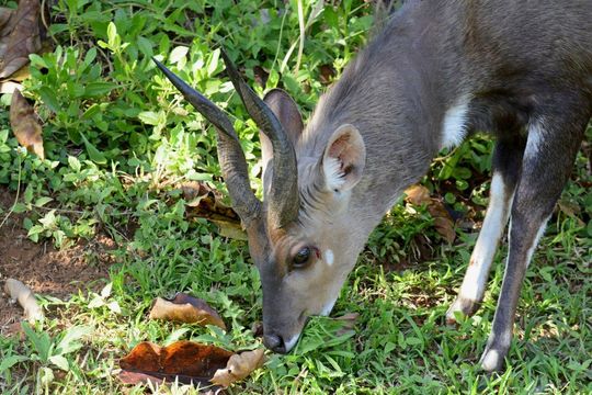 Image of Bushbuck