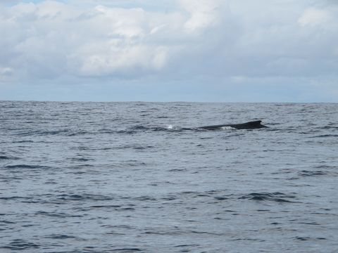 Image of Humpback Whales