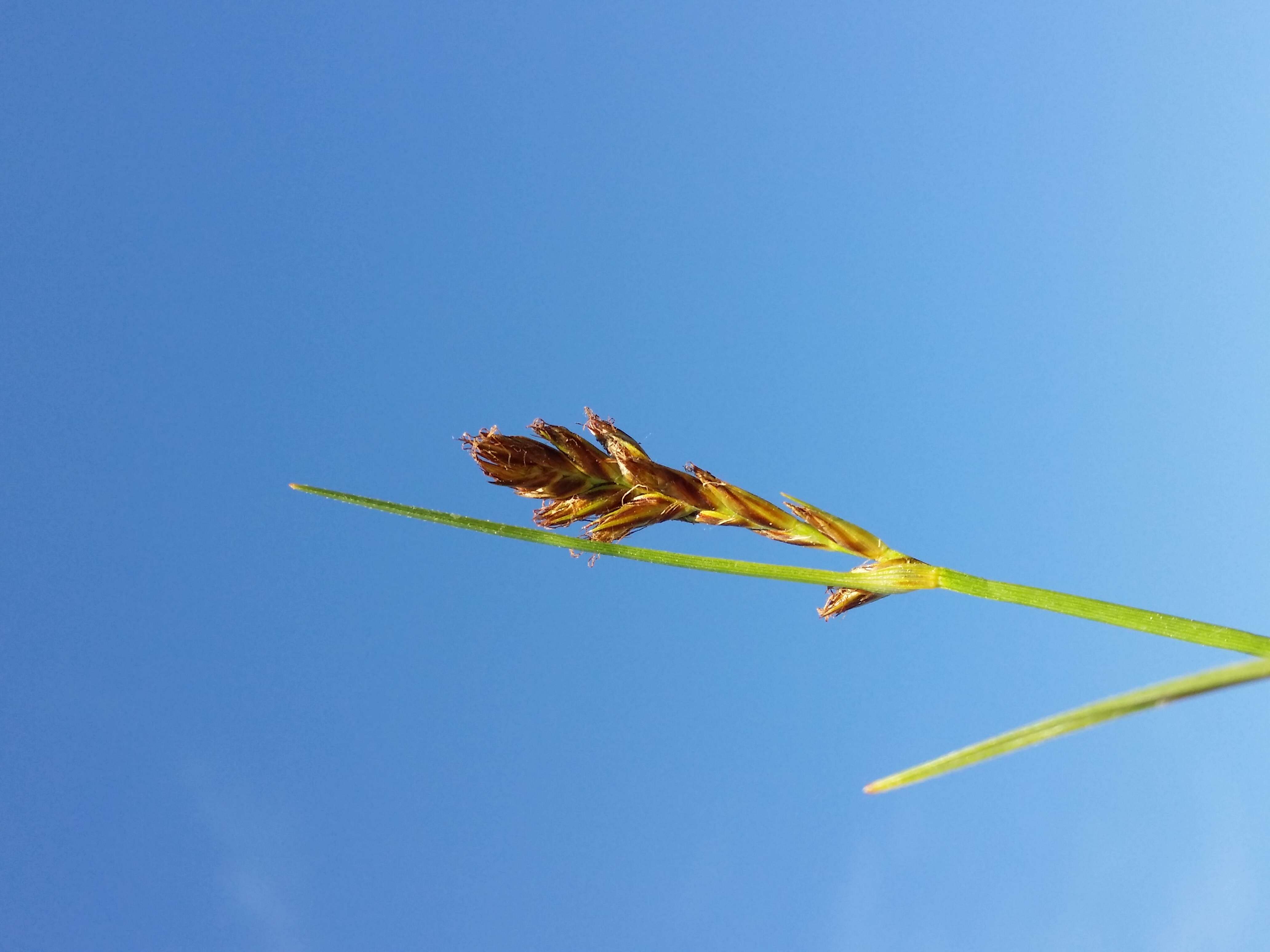 Image of Flat-sedge